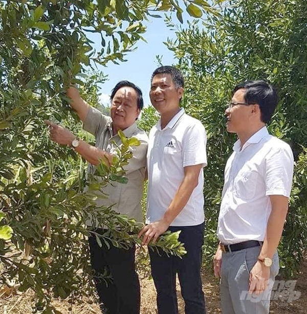 chuyen-gia-nguyen-lan-hung-cung-lanh-dao-ngan-hang-lien-viet-chi-nhanh-tinh-nghe-an-va-chu-tich-chi-hoi-mac-ca-nghe-an-danh-gia-cay-mac-ca-tren-dat-nghe-an-phat-trien-rat-tot-105058_223.jpg Chuyên gia Nguyễn Lân Hùng cùng lãnh đạo Ngân hàng Liên Việt Chi nhánh tỉnh Nghệ An và Chủ tịch Chi Hội Mắc ca Nghệ An đánh giá cây mắc ca trên đất Nghệ An phát triển rất tốt. Ảnh: HQ.