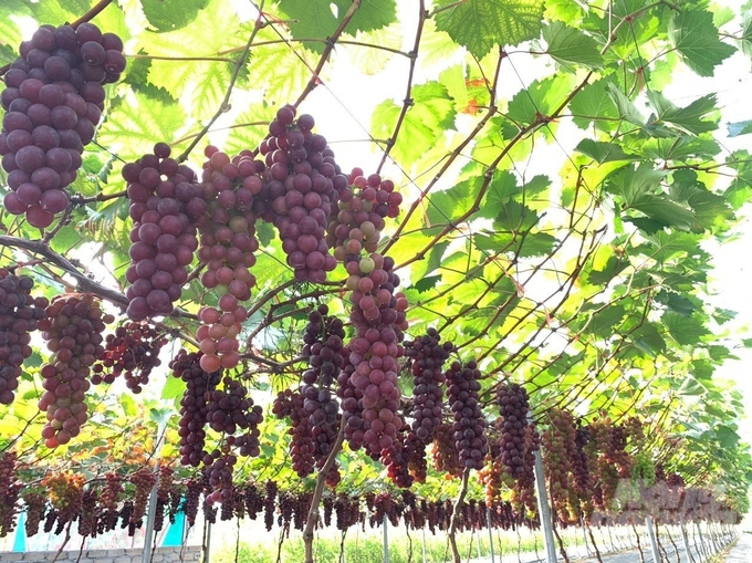 Vườn nho lúc lỉu quả. Ảnh: Quốc Toản.