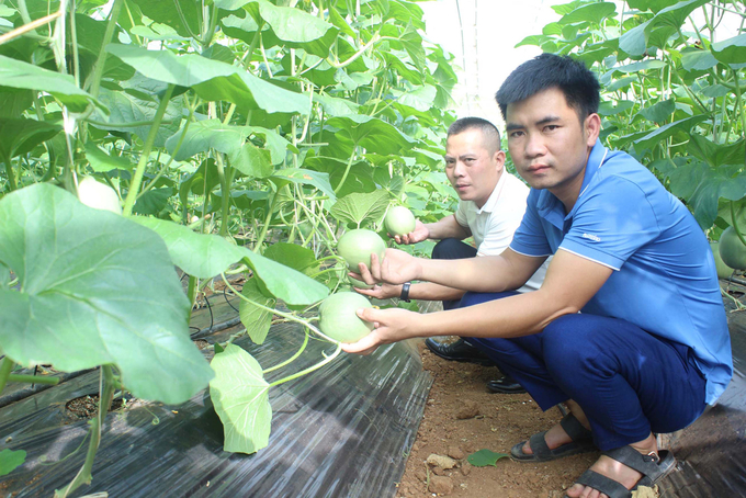 Anh Võ Văn Hậu (ngồi đầu) chia sẻ, dù lợi nhuận cao, nhưng khó khăn khi trồng dưa lưới là đầu tư lớn, canh tác yêu cầu kỹ thuật cao. Ảnh: Hồ Quang.