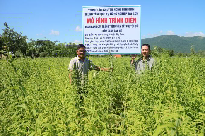 1-105941_833.jpg Mô hình trồng thâm canh cây mè trên đất chuyển đổi tại thôn Thượng Giang 1, xã Tây Giang (huyện Tây Sơn, Bình Định). Ảnh: V.Đ.T.