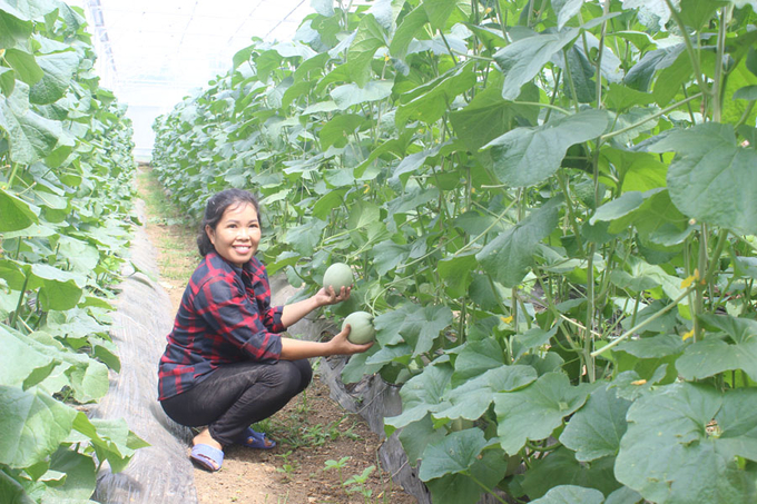 2-3-152759_977.jpg Nhờ được Hậu truyền nghề, nhiều hộ tham gia Hợp tác xã dưa lưới Hậu Nguyên đã có thu nhập hàng trăm triệu đồng/năm, điều mà trước đây họ không thể tin. Ảnh: Hồ Quang.