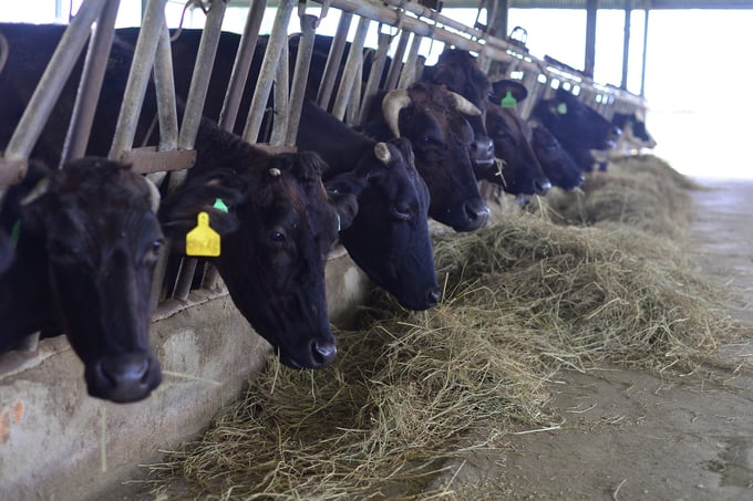 Wagyu cattle excel in Lam Dong province's cool temperature and provide excellent potential for livestock development in the area. Photo: Minh Hau.