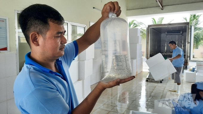 Viet Uc Quang Ninh Co., Ltd provides high-quality and disease-free shrimp seeds. Photo: Nguyen Thanh.