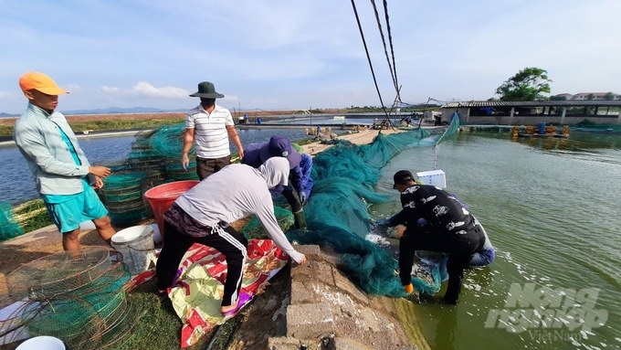 Quang Ninh province currently has 400 hectares of winter shrimp farming area. Photo: Van Nguyen.