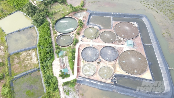 High-tech industrial whiteleg shrimp farming model in Cong Hoa commune, Cam Pha city. Photo: Nguyen Thanh.
