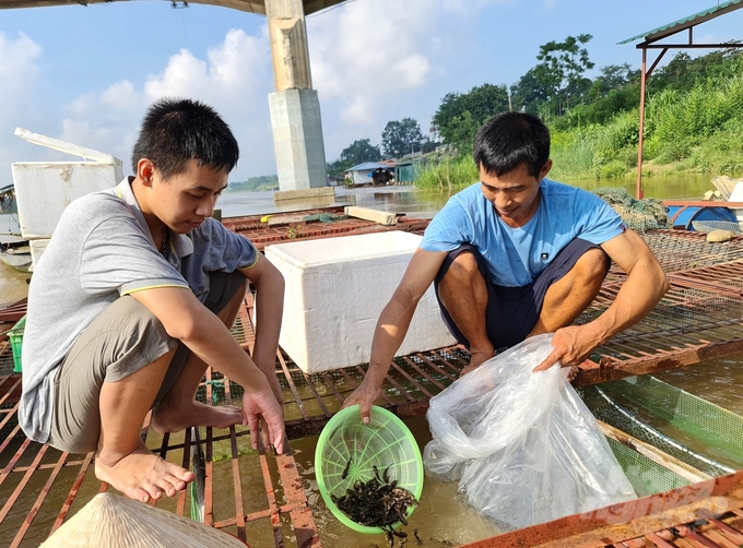 3-160856_293-160856.jpg Ngoài đánh chài lưới, những người dân làng chài đã phát triển nghề nuôi cá lồng đặc sản. Ảnh: Đào Thanh.