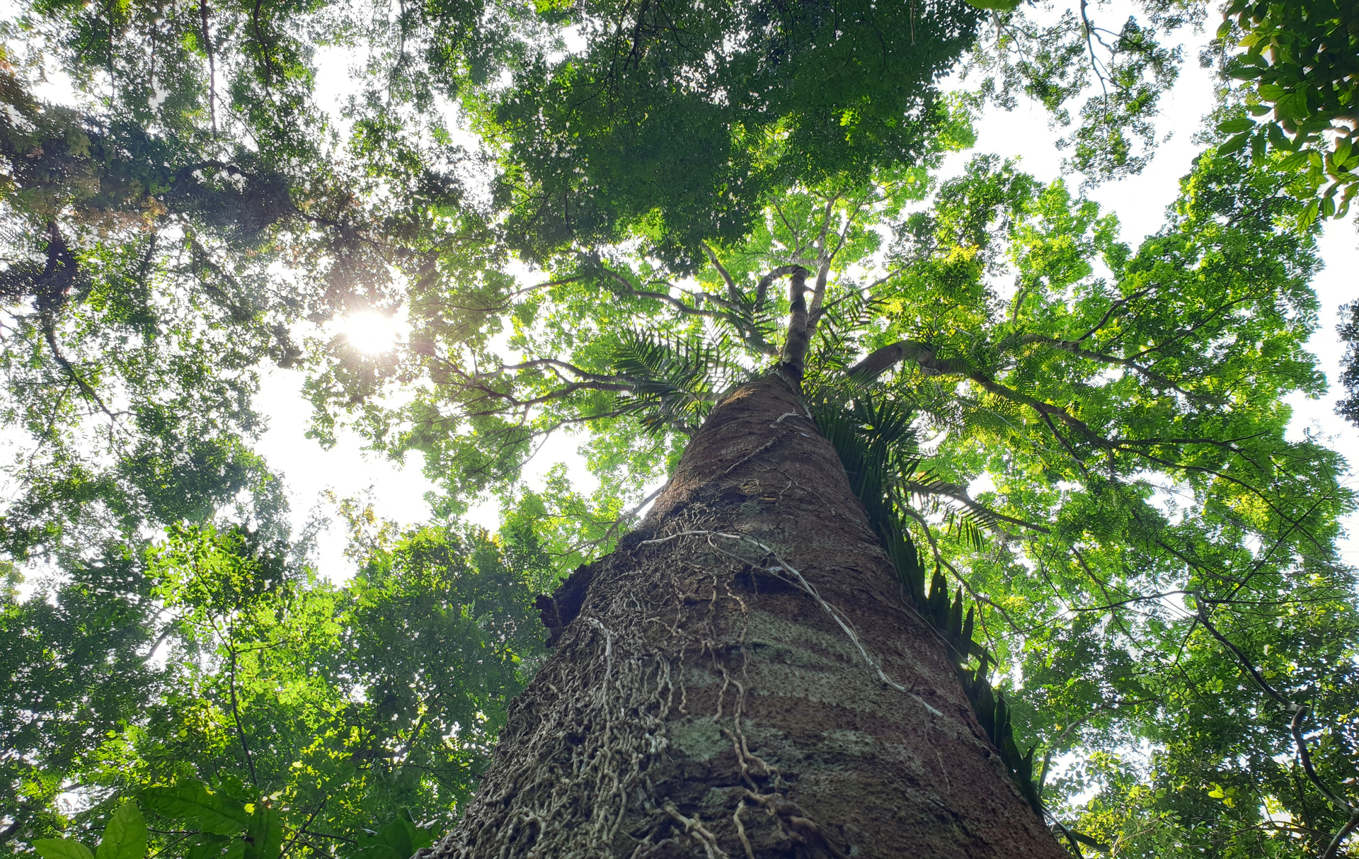 Huong Son Forestry and Service One Member Limited Liability Company is the first forest owner in Ha Tinh to have an FSC-certified forest area.