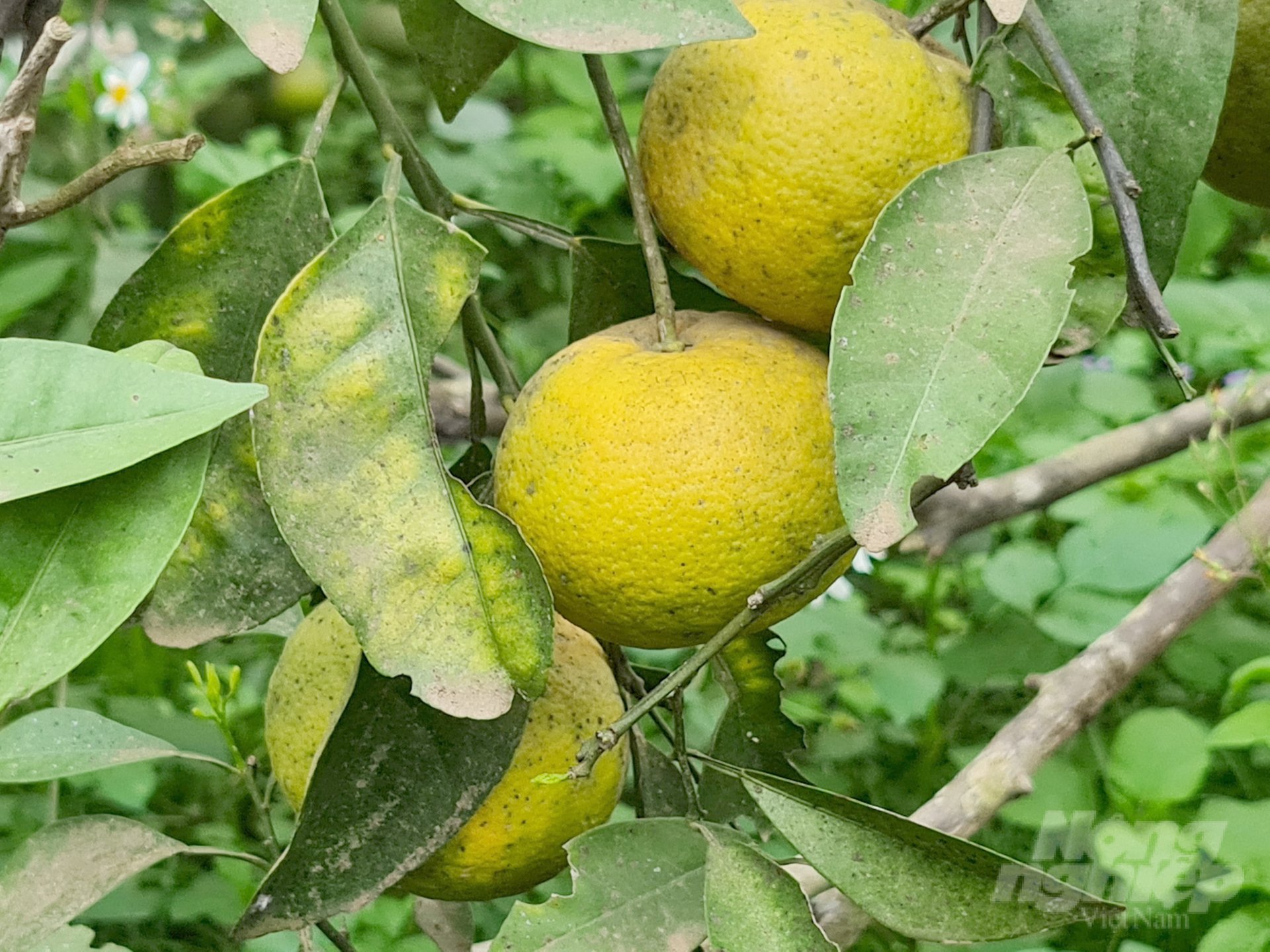 Làm thế nào để ngăn đà suy thoái của cây cam Vinh là bài toán hóc búa của tỉnh Nghệ An suốt những năm qua. Ảnh: Việt Khánh.