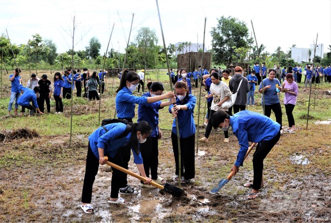 2,000 bamboo trees were planted by students on the campus of Kien Giang University in order to form a bamboo park, creating a green study environment and raising awareness of environmental protection. Photo: Trung Chanh.
