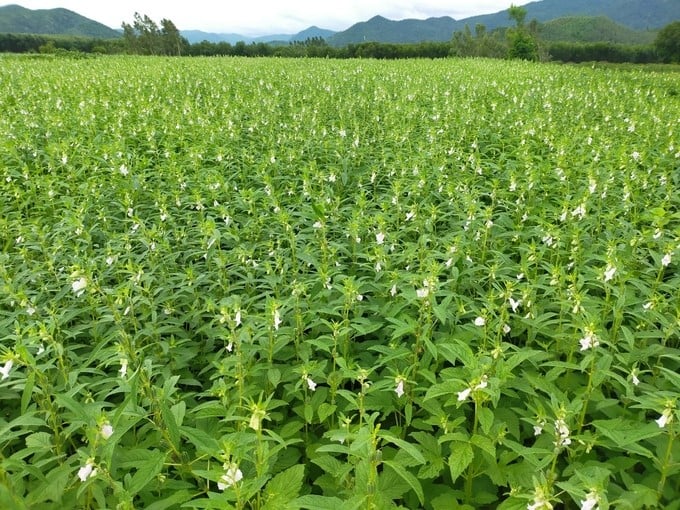 Intensive farming of the sesame variety V36 gave the highest yield ever, reaching 65kg/rod. Photo: V.D.T.