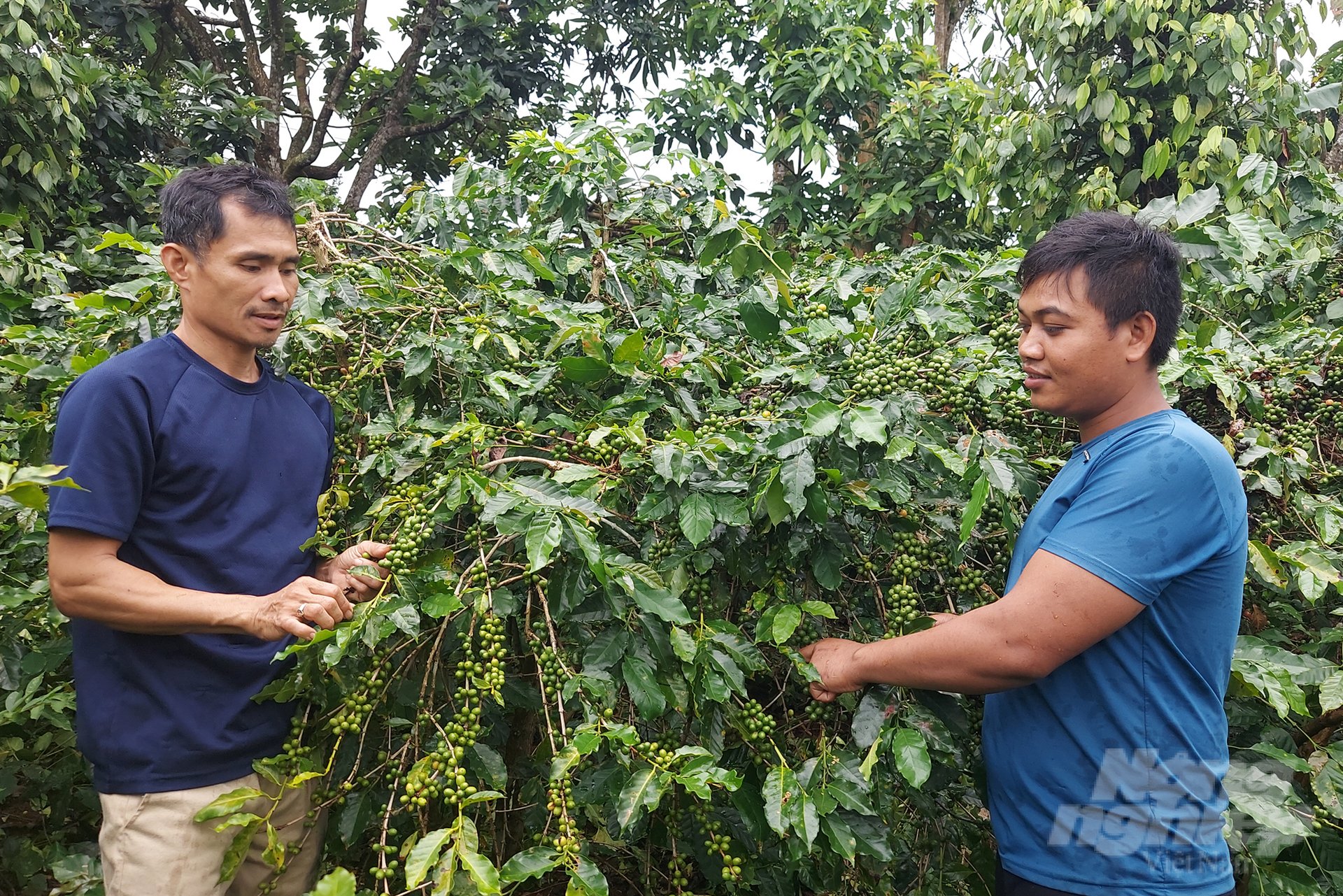 Quang Tri province currently has over 3,900 hectares of coffee production area. Photo: Vo Dung.