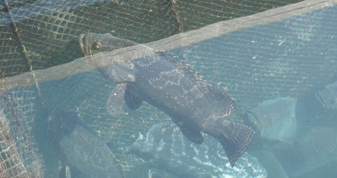 Grouper is one of the primary mariculture objects in Quang Ninh waters. Photo: Nguyen Thanh.