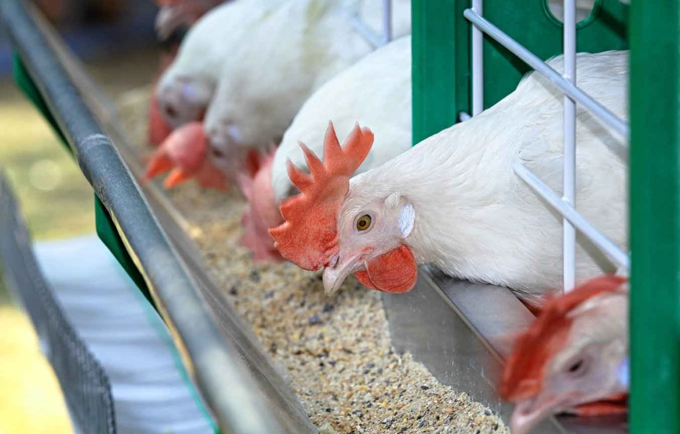 The lion’s share of poultry production costs are embedded in feed.