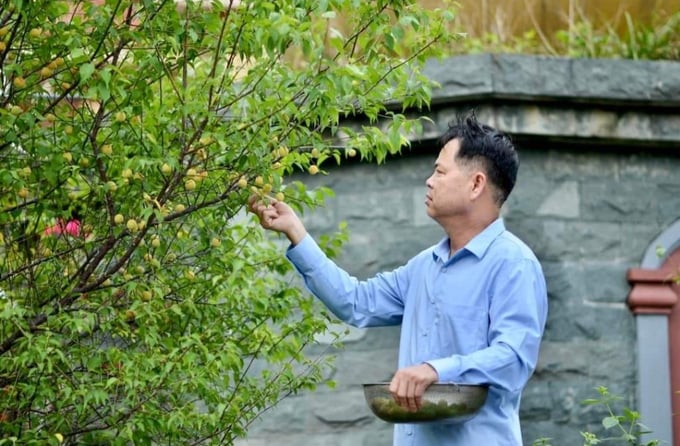 Ông Vũ Anh Tuấn thu hái quả mơ lông tại vườn. Ảnh: Viết Cường.