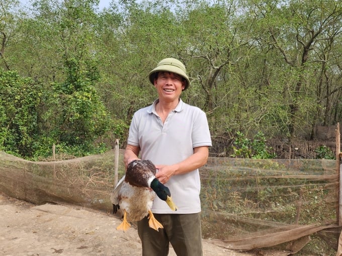 lao-nong-doan-van-vuon-lam-lai-cuoc-doi-tu-nuoi-vit-bien-173753_398.jpg Ông Đoàn Văn Vươn cho biết, vịt biển nuôi theo quy trình của ông có khối lượng to, thịt thơm ngon đặc biệt. Ảnh: Đinh Mười.