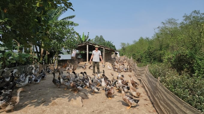lao-nong-doan-van-vuon-lam-lai-cuoc-doi-tu-nuoi-vit-bien-173753_722.jpg Nguồn thức ăn độc đáo chính là bí quyết thành công của ông Vươn. Ảnh: Đinh Mười.