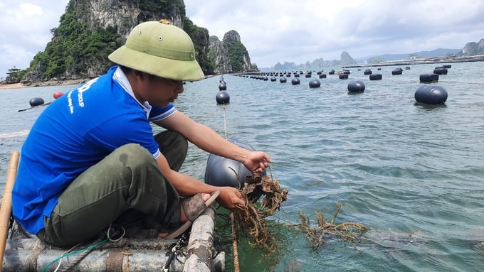 Hàu và rong sụn khi nuôi kết hợp sẽ giúp cả 2 cùng sinh trưởng tốt, môi trường nước sạch hơn trước. Ảnh: Nguyễn Thành.