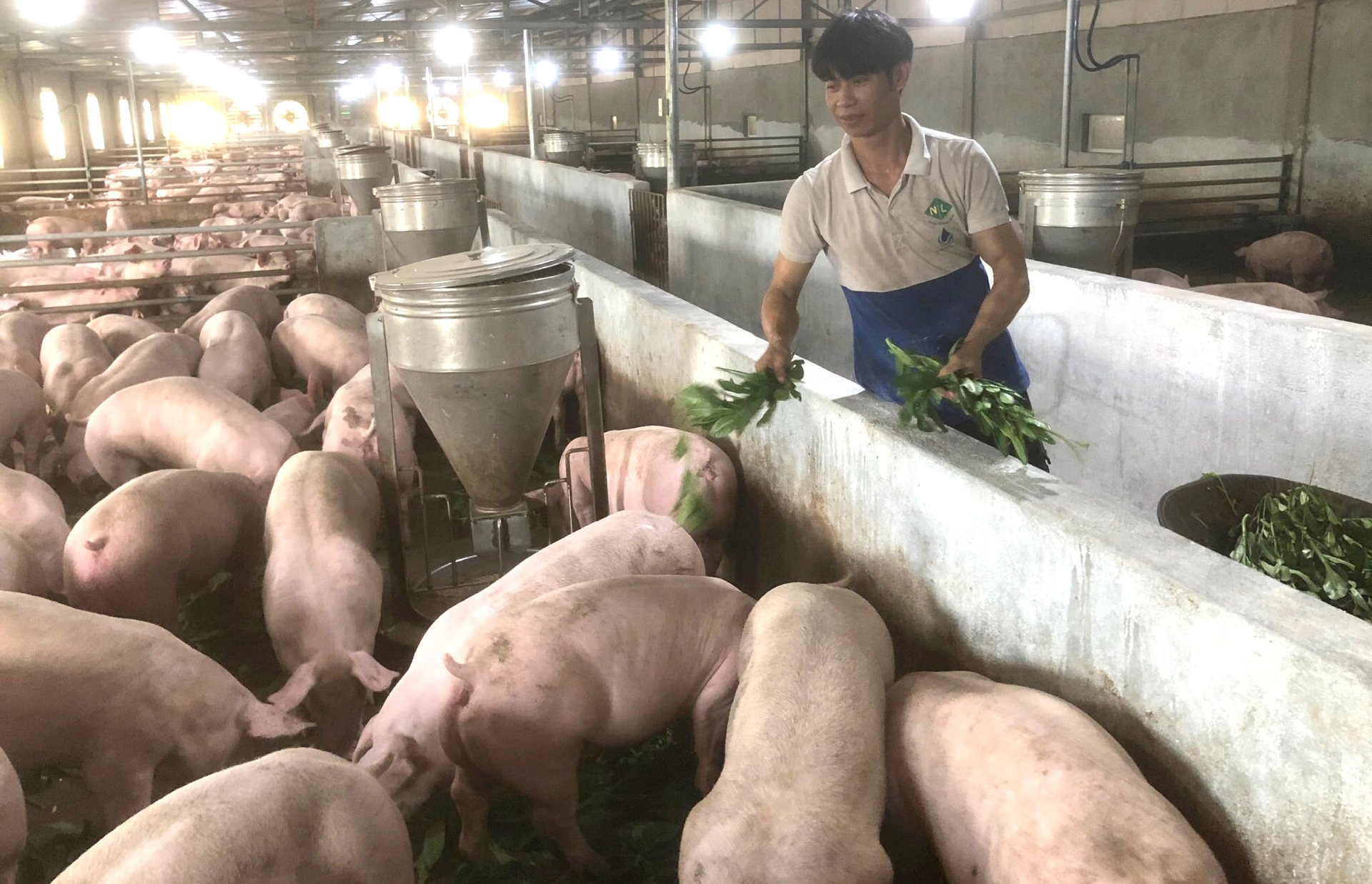 Sau gần 5 năm sáp nhập, hiện chưa có Trung tâm Dịch vụ nông nghiệp nào tại tỉnh Bình Định tự chủ được tài chính. Ảnh: V.Đ.T.