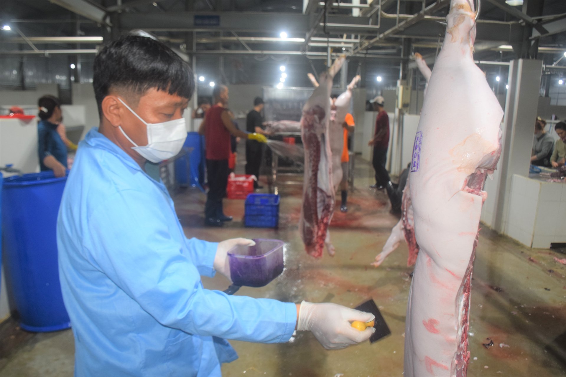 Bình Định kiện toàn hệ thống thú y cấp huyện để phát huy hiệu quả công tác quản lý, phát triển chăn nuôi và phòng chống dịch bệnh động vật. Ảnh: V.Đ.T.