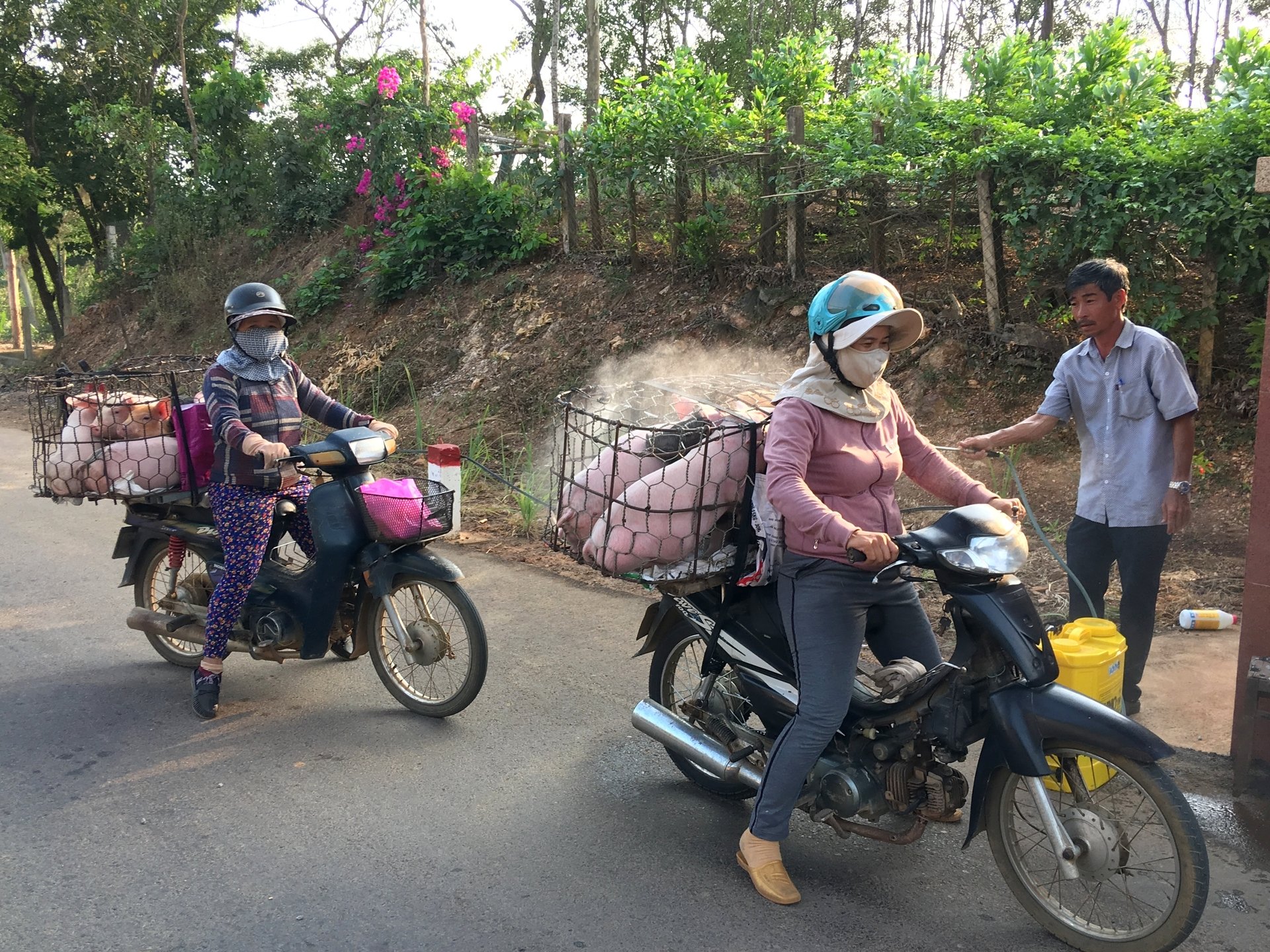 Thú y huyện Hoài Ân (Bình Định) khử trùng gia súc trước khi đi vào địa bàn để ngăn chặn dịch bệnh. Ảnh: V.Đ.T.