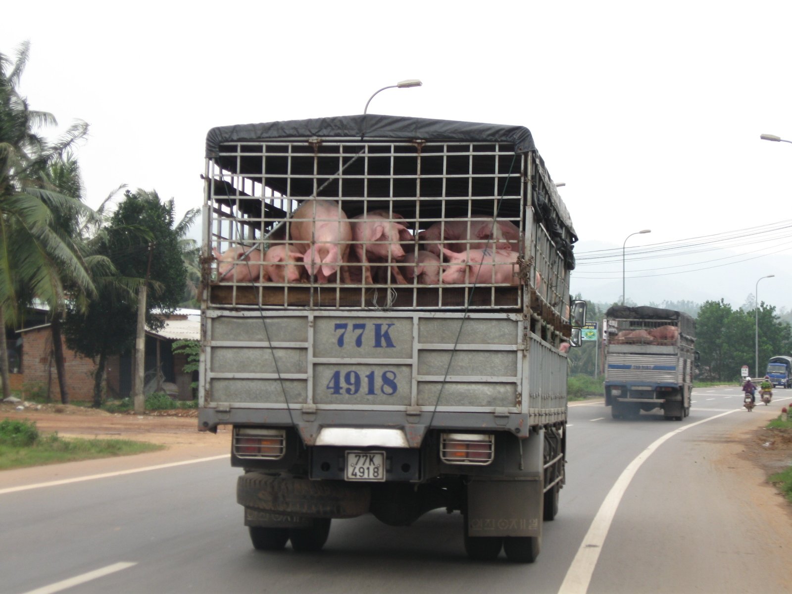 Bình Định kiện toàn hệ thống thú y cấp huyện để tạo động lực phát triển chăn nuôi. Ảnh: V.Đ.T.
