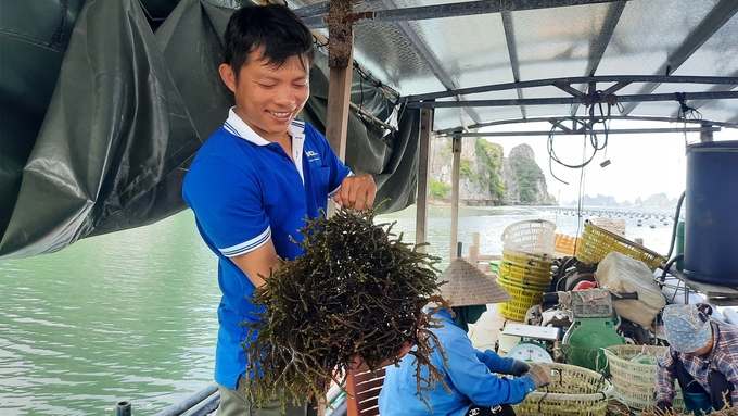 Rong sụn nuôi khoảng 70 ngày có thể thu hoạch, 1ha có thể cho thu hoạch 50 tấn tươi mỗi năm. Ảnh: Văn Nguyễn. 