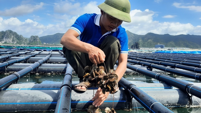 Việc sử dụng vật liệu nổi HDPE thân thiện với môi trường đang được nhiều người nuôi hàu áp dụng. Ảnh: Nguyễn Thành.