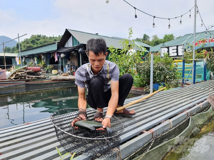 Cá bỗng, một trong những loài cá đặc sản nổi tiếng ở lòng hồ Thủy điện Tuyên Quang. Ảnh: Đào Thanh.