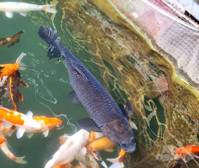Con cá trắm đen nặng hơn 10kg tại khu du lịch làng chài của Vi Ngọc Anh: Ảnh: Đào Thanh.
