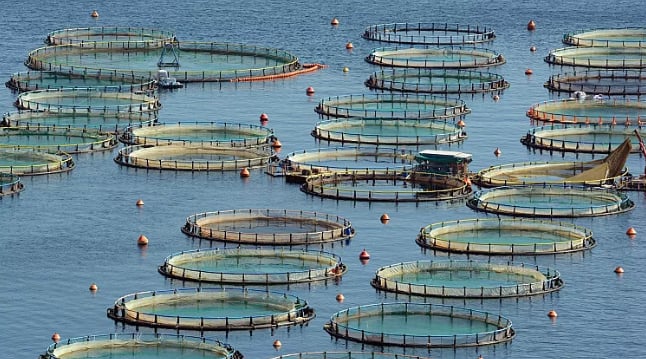 Fish farming is rapidly expanding globally. Photo: Canva