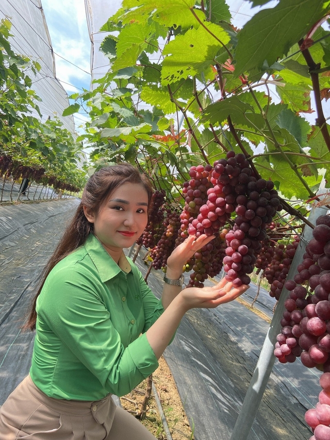 Vườn nho trở thành điểm tham quan lí tưởng của các bạn trẻ. Ảnh: QT.