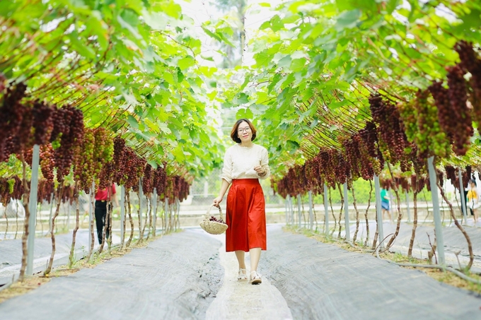 Hiện vườn nho đang vào mùa thu hoạch nên mỗi ngày thu hút hàng nghìn lượt khách tới tham quan. Ảnh: QT.