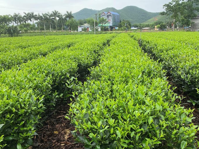 Vườn chè được áp dụng các biên pháp canh tác theo hướng hữu cơ tại Tân Cương (Thái Nguyên) chuẩn bị cho thu hái. Phạm Hiếu.