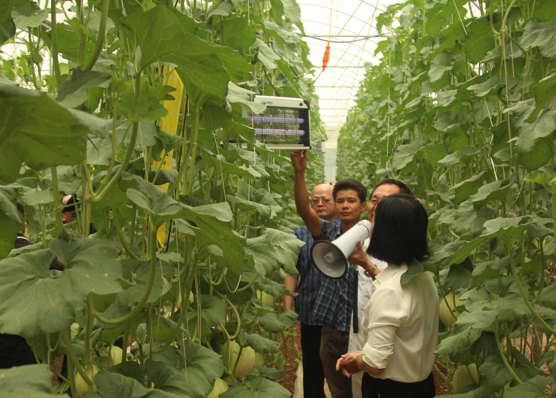 Membrane houses and nethouses use lamps with light spectrum technology to increase efficiency in attracting and eliminating pests. Photo: Pham Ninh Hai.