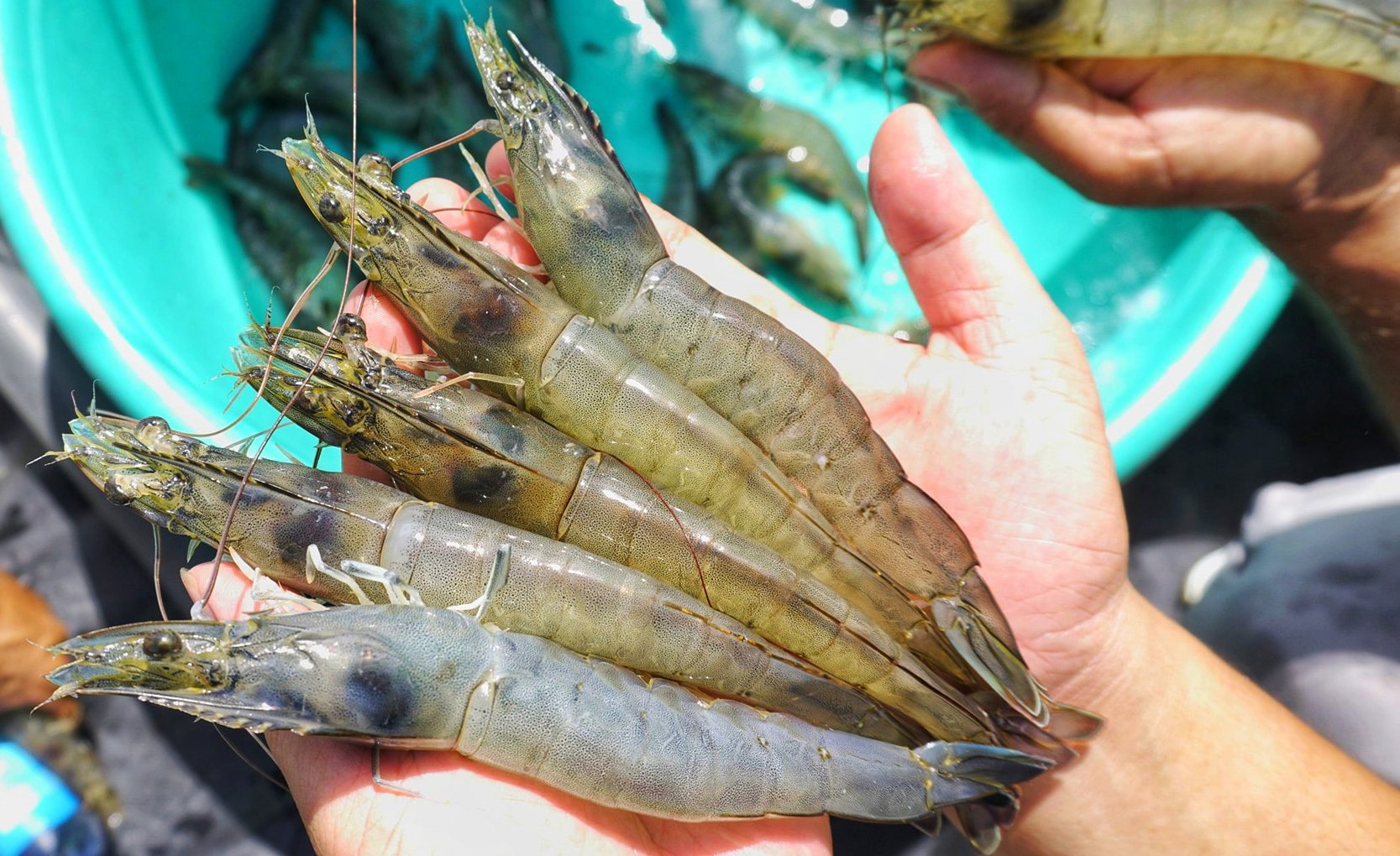 Xuất khẩu tôm và thủy sản nói chung sẽ tốt hơn trong nửa cuối năm nay. Ảnh: Sơn Trang.
