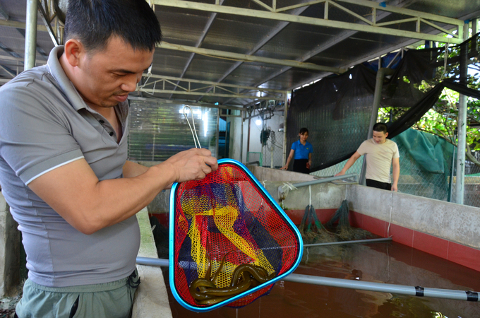 dsc_3114-162157_155.jpg Mô hình nuôi lươn không bùn ở xã Long Thành. Ảnh: Dương Đình Tường.
