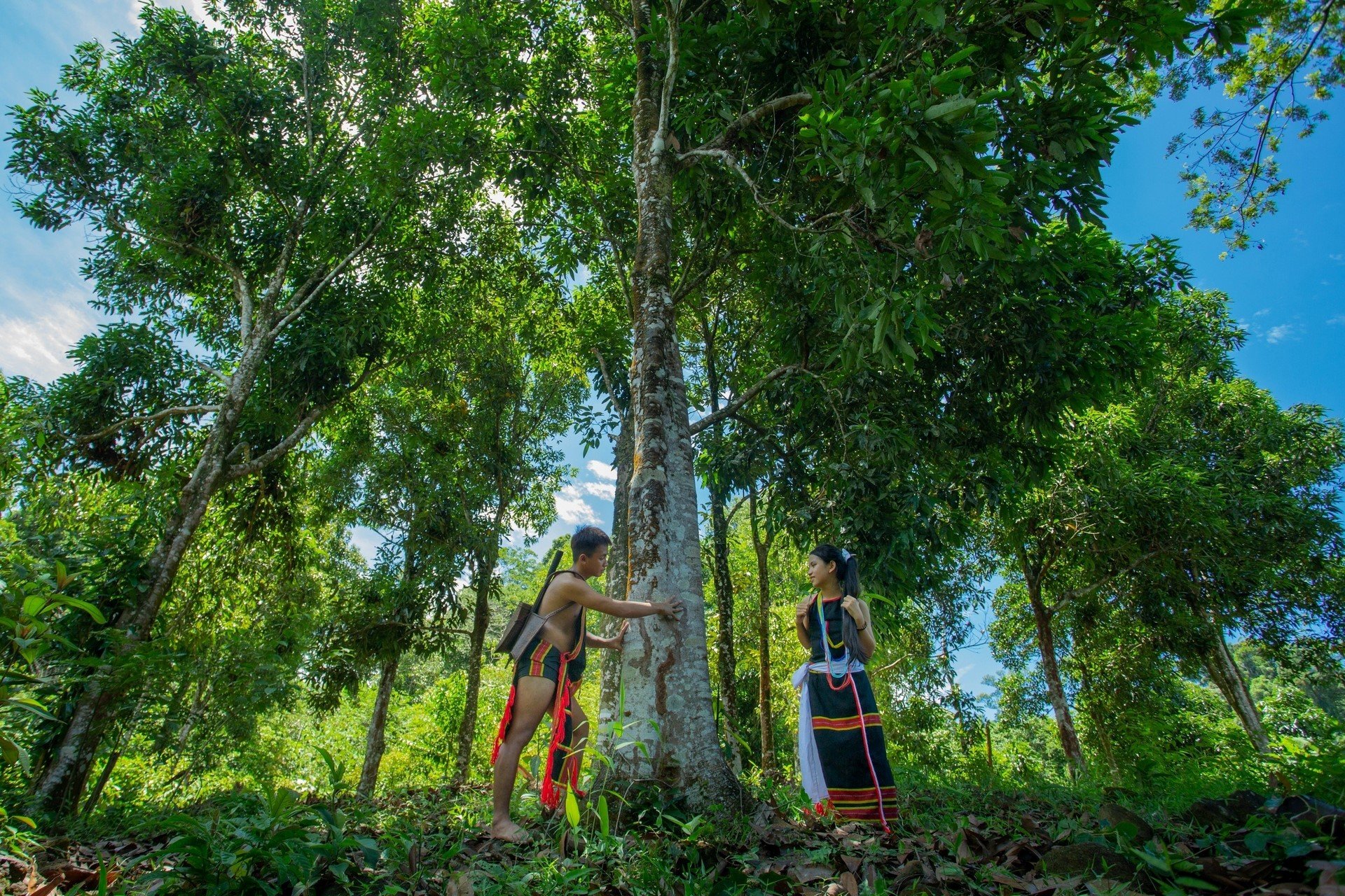 The decades-old cinnamon garden in Tra Giac commune (Bac Tra My district, Quang Nam). Photo: P.V.T.