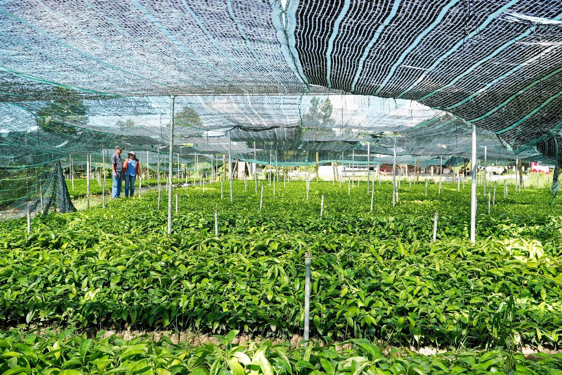 In Bac Tra My district, there are quality cinnamon seed nurseries. Photo: L.K.
