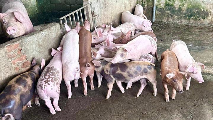 The latest price of live pork in 3 regions on 07/17/2023