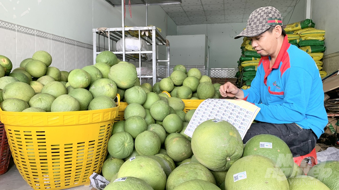 z4522852618945_0a0e2f662cca19d59ee9b936dc8e9f66-140926_240-140926.jpg Những quả bưởi được dán tem đủ điều kiện xuất khẩu sang thị trường Hoa Kỳ. Ảnh: Hồ Thảo.