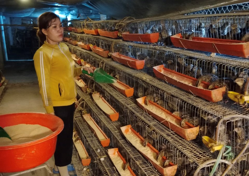 Trang trại chăn nuôi gia cầm của anh Nguyễn Văn Trí, thôn Hòa Tân, xã Mỹ Ðức (huyện Phù Mỹ, Bình Định). Ảnh: V.Đ.T.
