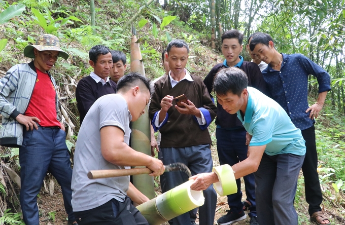 Sản phẩm măng tre Bát Độ Yên Bái được xuất khẩu đi các thị trường khó tính như Nhật Bản, Đài Loan nhờ được xác lập quyền nhãn hiệu tập thể. Ảnh: Thanh Tiến.