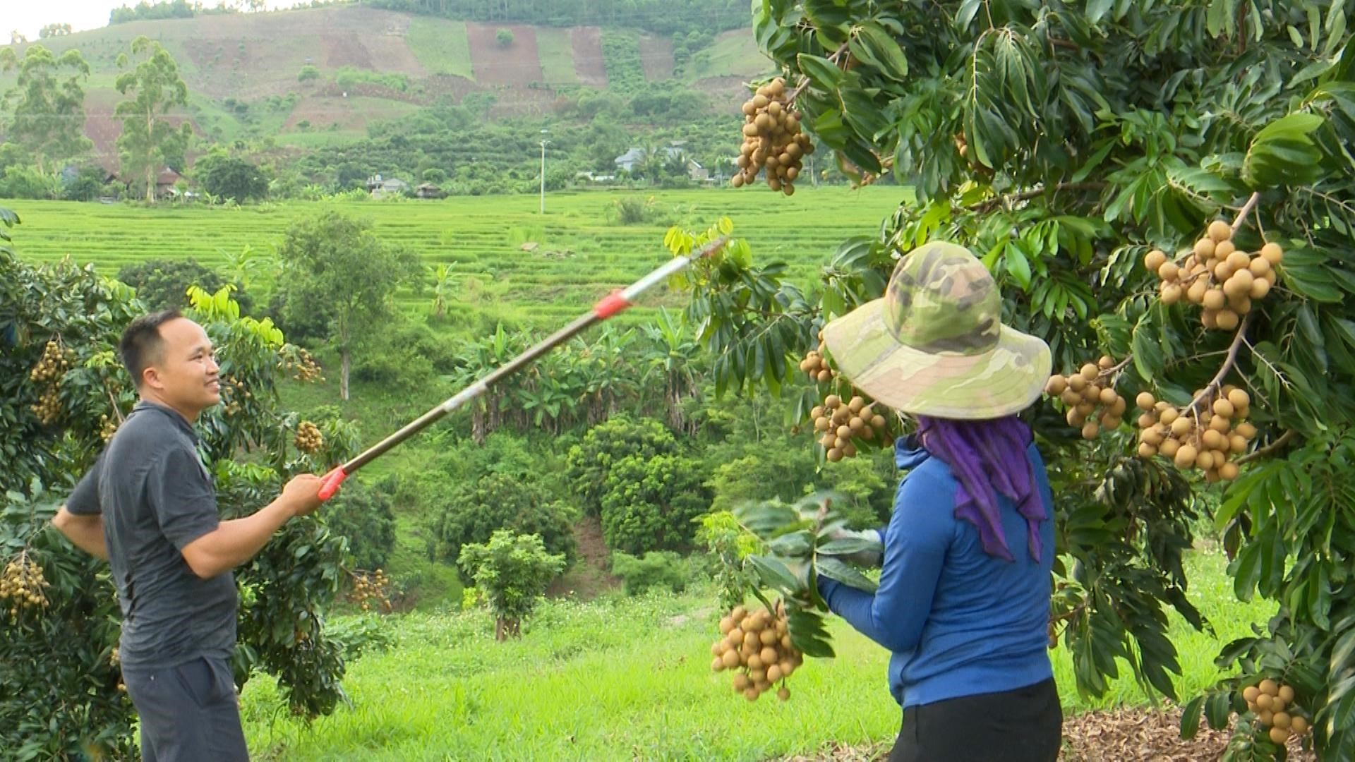  VietGAP-compliant Song Ma longan production.