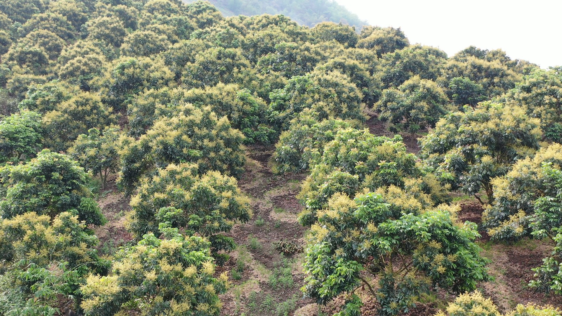 Song Ma longan currently has the largest production area in Northern Vietnam.