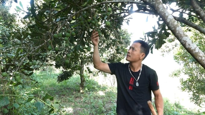 Vườn mắc ca của anh Phạm Đăng Đại ở thị xã Nghĩa Lộ đã cho thu hoạch hàng tấn quả mỗi năm. Ảnh: Thanh Tiến.