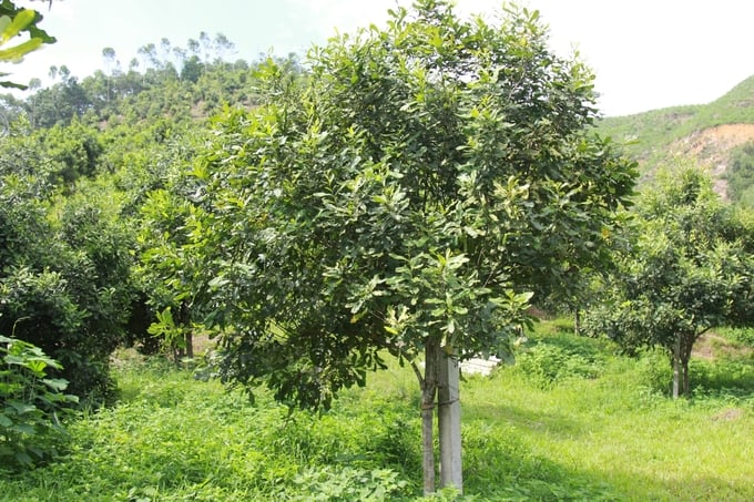 Ở huyện Văn Chấn hiện có trên 316ha mắc ca trồng xen trên đồi chè. Ảnh: Thanh Tiến.