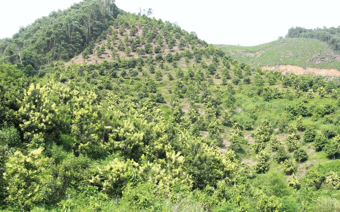 Hiện Yên Bái có khoảng 380ha mắc ca được trồng tập trung và trồng xen cây trồng khác. Ảnh: Thanh Tiến.