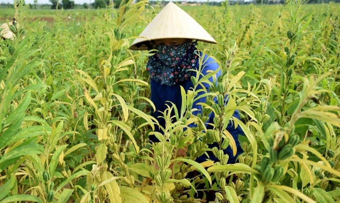 Vụ vừng hè thu năm nay ở Diễn Châu đạt năng suất trung bình từ 800 - 900kg/ha. Ảnh: Xuân Hoàng.