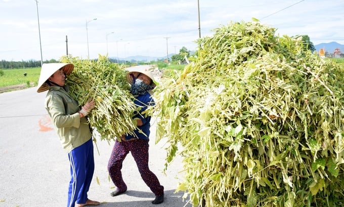 Bà con nông dân thu hoạch và chuyển vừng về nhà phơi khô lấy hạt trong niềm vui được mùa, trúng giá. Ảnh: Xuân Hoàng.