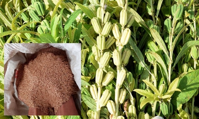 Vừng là mặt hàng nông sản có thị trường tiêu thụ rất lớn, vừa là cây trồng rất có lợi cho đất. Ảnh: Xuân Hoàng.
